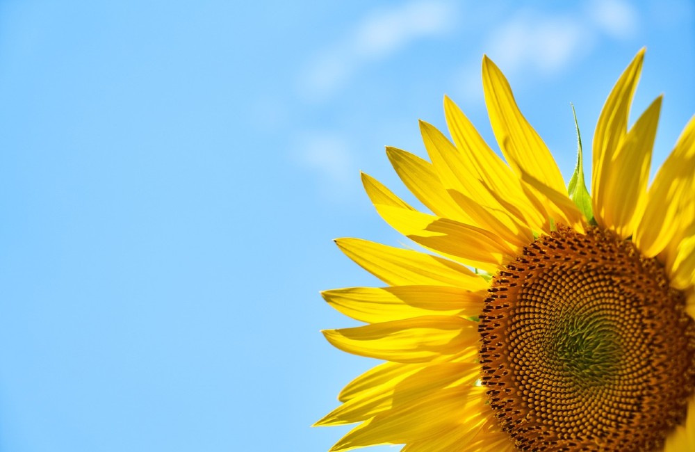 Im Sommer Strom sparen